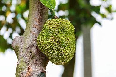 《信长之野望：新生》ED曲联动冰川清志 专设原创武将